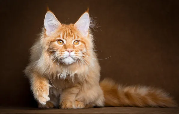 Picture fluffy, Cat, red, Maine Coon