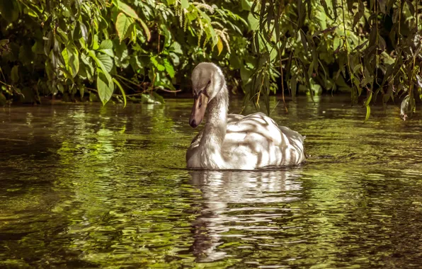 White, leaves, light, reflection, bird, shore, swans, pond
