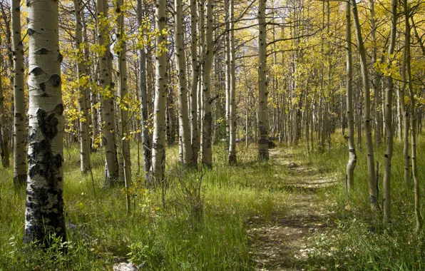 Picture forest, trees, path