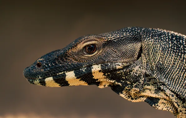Picture animal, wildlife, lizard-