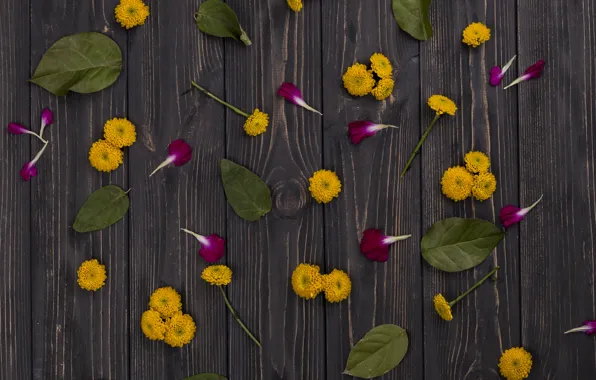 Leaves, flowers, yellow, petals, Daisy
