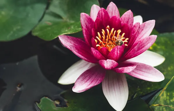 Macro, pink, Nymphaeum