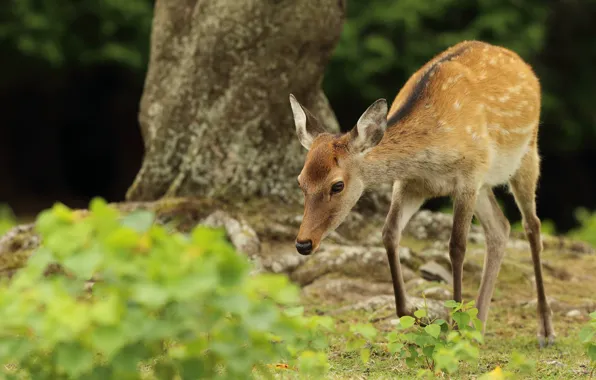 Picture forest, look, trees, nature, deer, walk, fawn