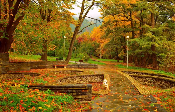Autumn, Trees, Lights, Dog, Park, Fall, Foliage, Park