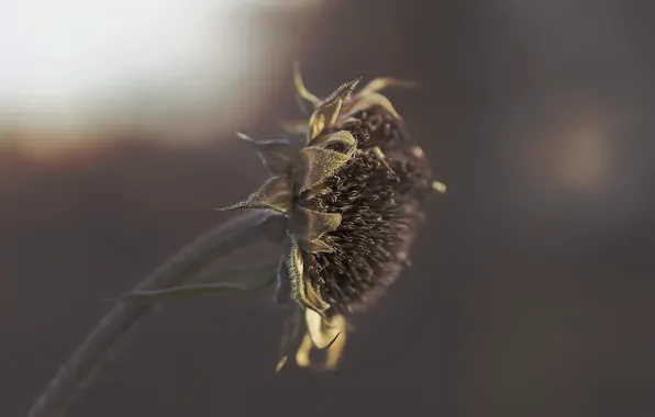 Autumn, nature, sunflower