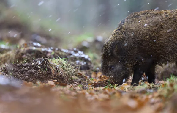 Autumn, grass, leaves, nature, glade, foliage, boar, snowfall