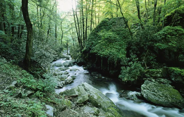 Forest, grass, leaves, water, trees, branches, river, stream