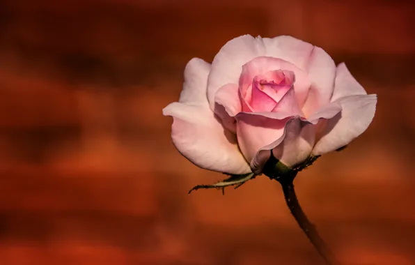 Picture background, roses, pink