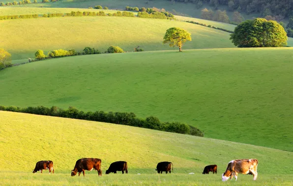 Cows, meadow, the herd