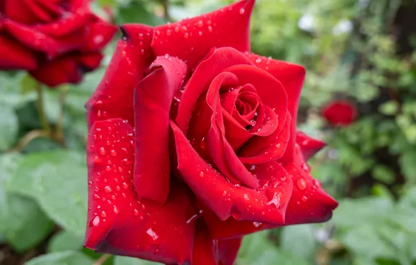 Flower, drops, macro, Rosa, rose, red, bokeh