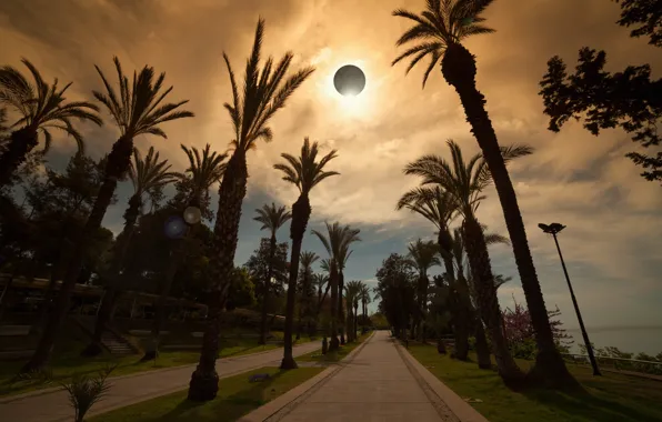 Picture road, sea, the sky, palm trees, lights, Eclipse