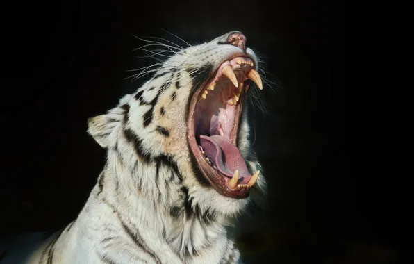 Cat, face, mouth, fangs, white tiger, yawns