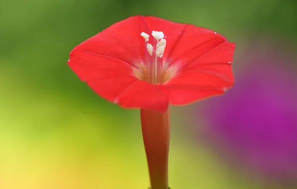 Picture flower, petals, stamens, Petunia