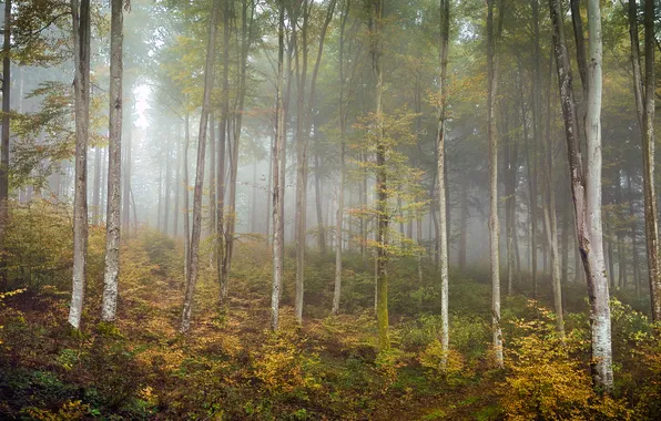 Autumn, forest, nature, birch