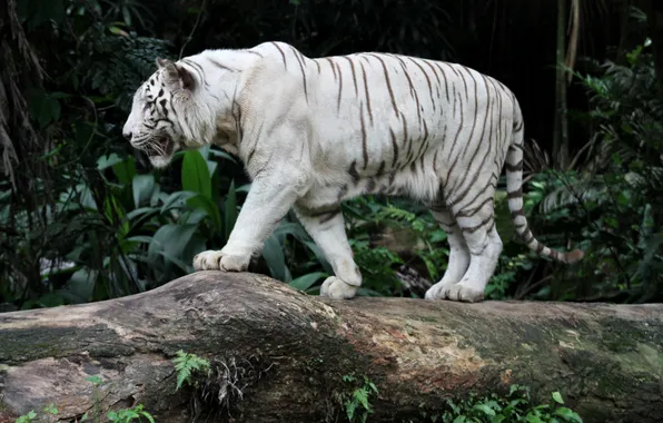 White, tiger, predator, Bengal