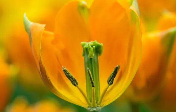 Macro, yellow, Tulip, spring