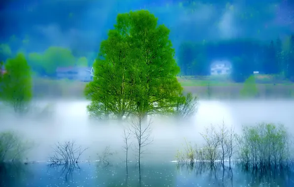 Landscape, fog, river, tree, morning