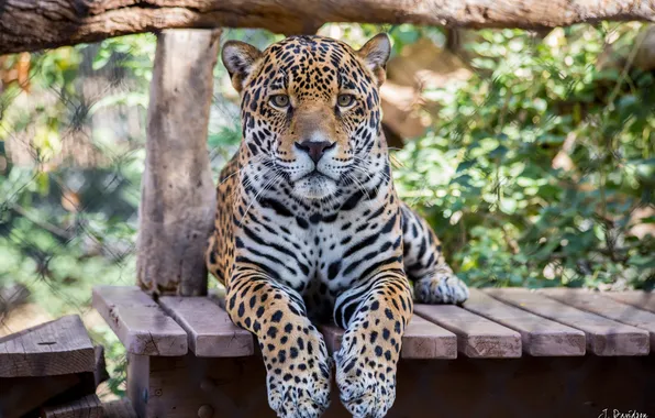 Picture look, face, predator, paws, Jaguar, big cat