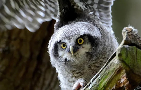 Picture bird, wings, owl, gaze