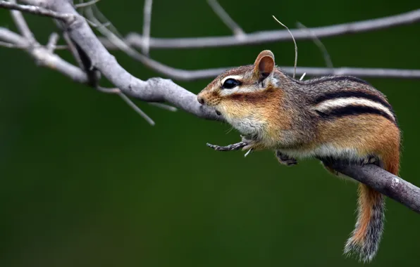 Picture branches, Chipmunk, rodent