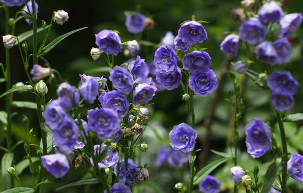Picture summer, flowers, garden, flowerbed, a lot, lilac, eustoma