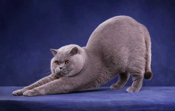 Cat, cat, look, face, pose, grey, paws, potyagushki