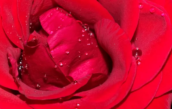 Drops, macro, red, roses, petals, scarlet