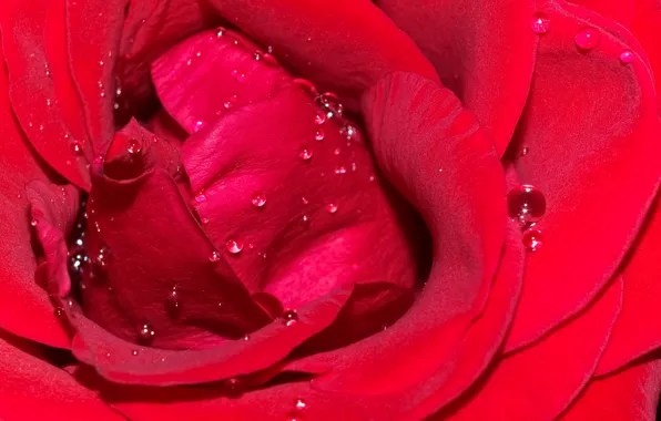 Drops, macro, rose, petals, red, scarlet