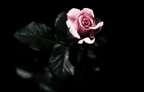 Leaves, the dark background, pink, rose