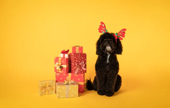 Look, black, dog, deer, Christmas, gifts, red, New year