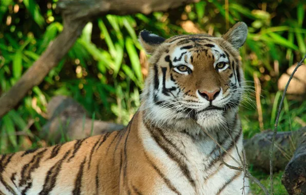Picture look, face, branches, nature, tiger, foliage, portrait, log