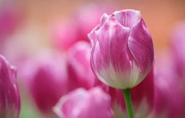 Macro, pink, Tulip