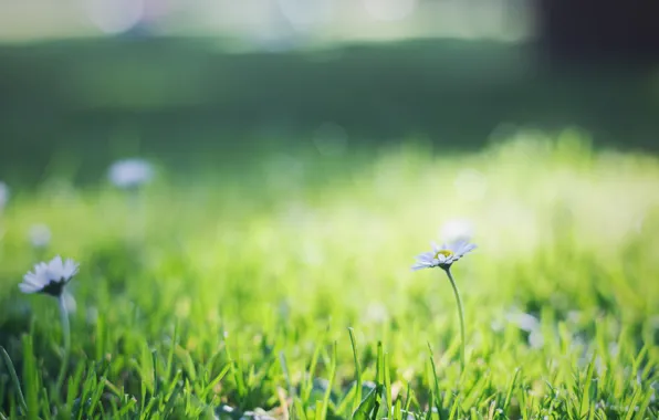 Grass, flowers, green, chamomile, petals, white
