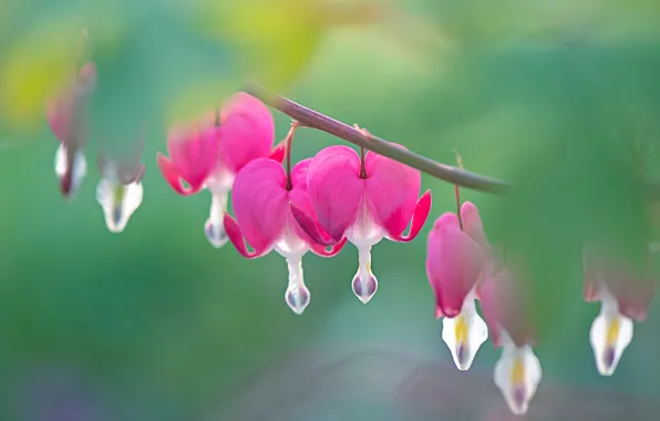 Flowers, blur, branch, pink, broken heart, the bleeding heart