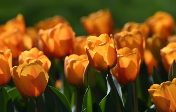 Leaves, light, flowers, blur, spring, tulips, shadows, orange