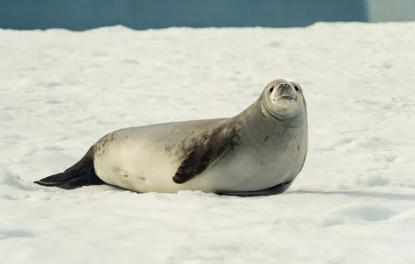 Winter, snow, shore, seal, face, Navy seal, pond, pinniped