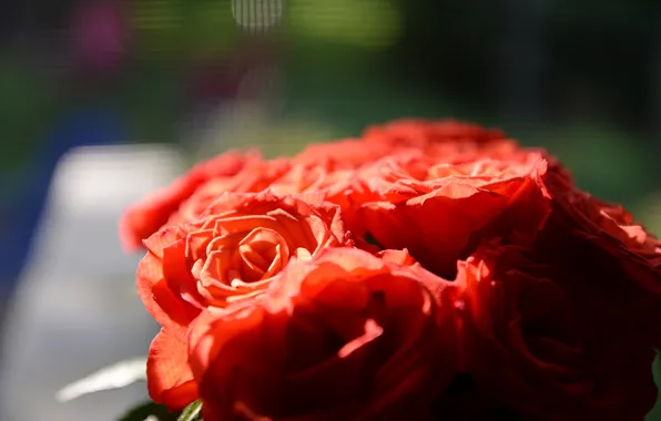 Flowers, roses, bouquet, petals