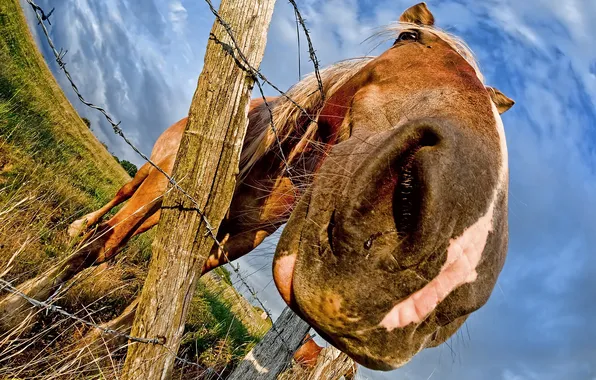 Picture face, macro, horse