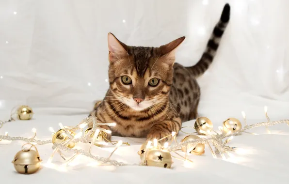 Picture cat, cat, decoration, lights, holiday, new year, garland, striped
