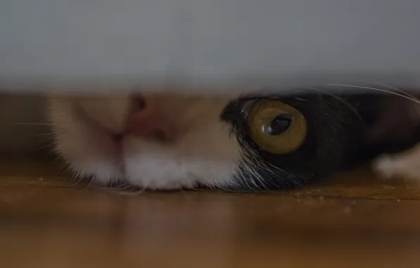 Cat, Koshak, Tomcat, spying