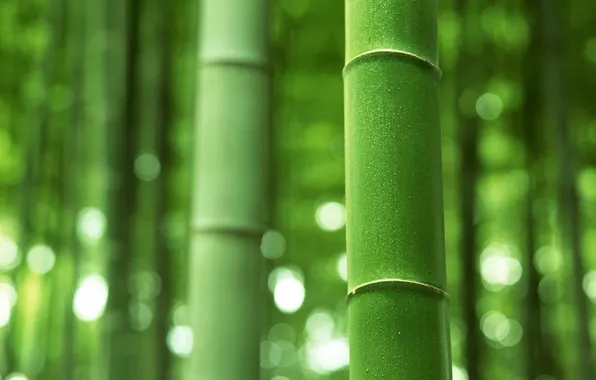 Bamboo, stem, trunk, green