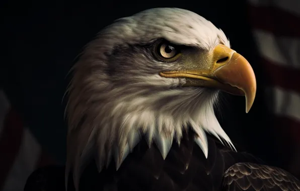 Look, Bird, Flag, Predator, USA, Digital art, Bald eagle, Eagle