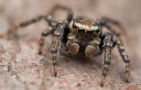Look, macro, background, legs, spider, brown, blurred, jumper