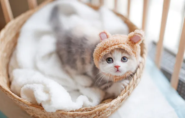 Cat, look, pose, kitty, cute, face, light background