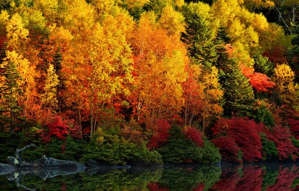 Autumn, forest, leaves, trees, reflection, river, the crimson