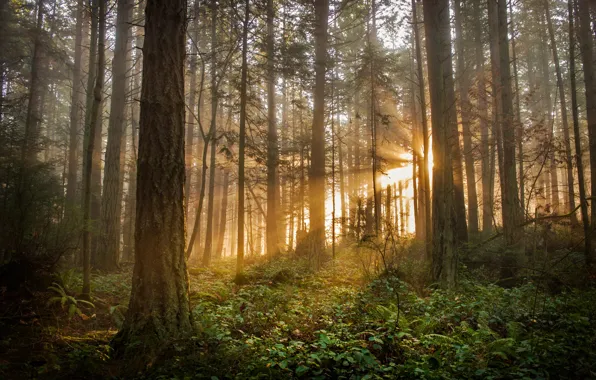 Picture USA, forest, Washington State, Lummi Island