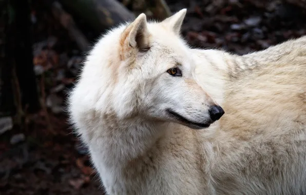 Picture nature, snow, predator, face, animal, wolf, wildlife, portrait