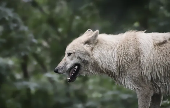 Nature, snow, predator, face, animal, wolf, wildlife, portrait