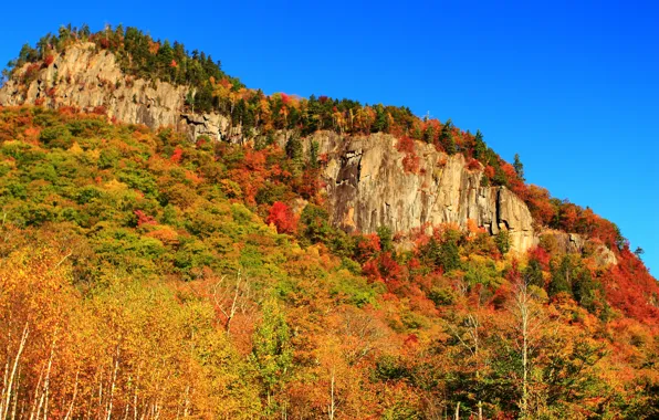 Forest, trees, mountains, nature, rocks, Autumn, forest, trees