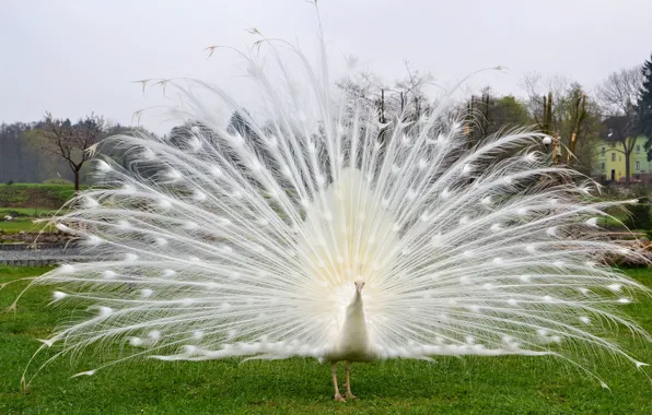 White, tail, peacock